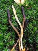 Cordyceps sinensis